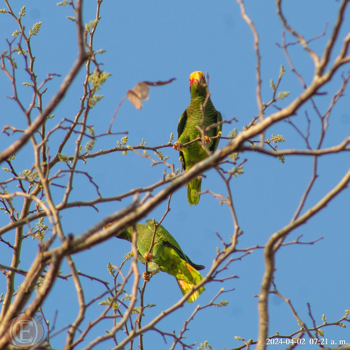 Yellow-lored Parrot - ML620389882