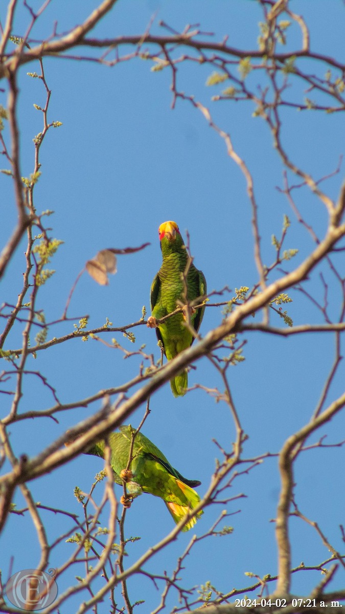 Yellow-lored Parrot - ML620389883