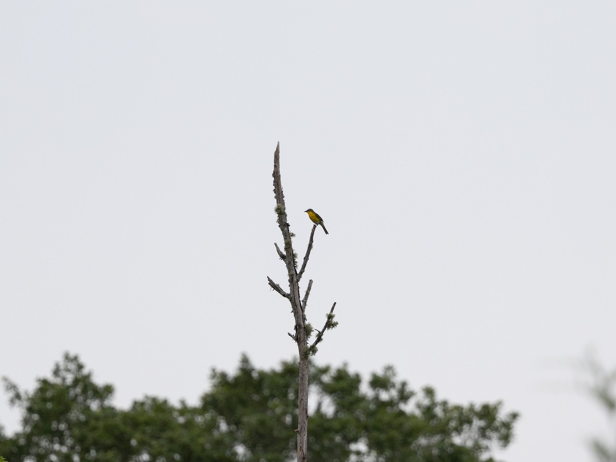 gulbrystparula - ML620389887