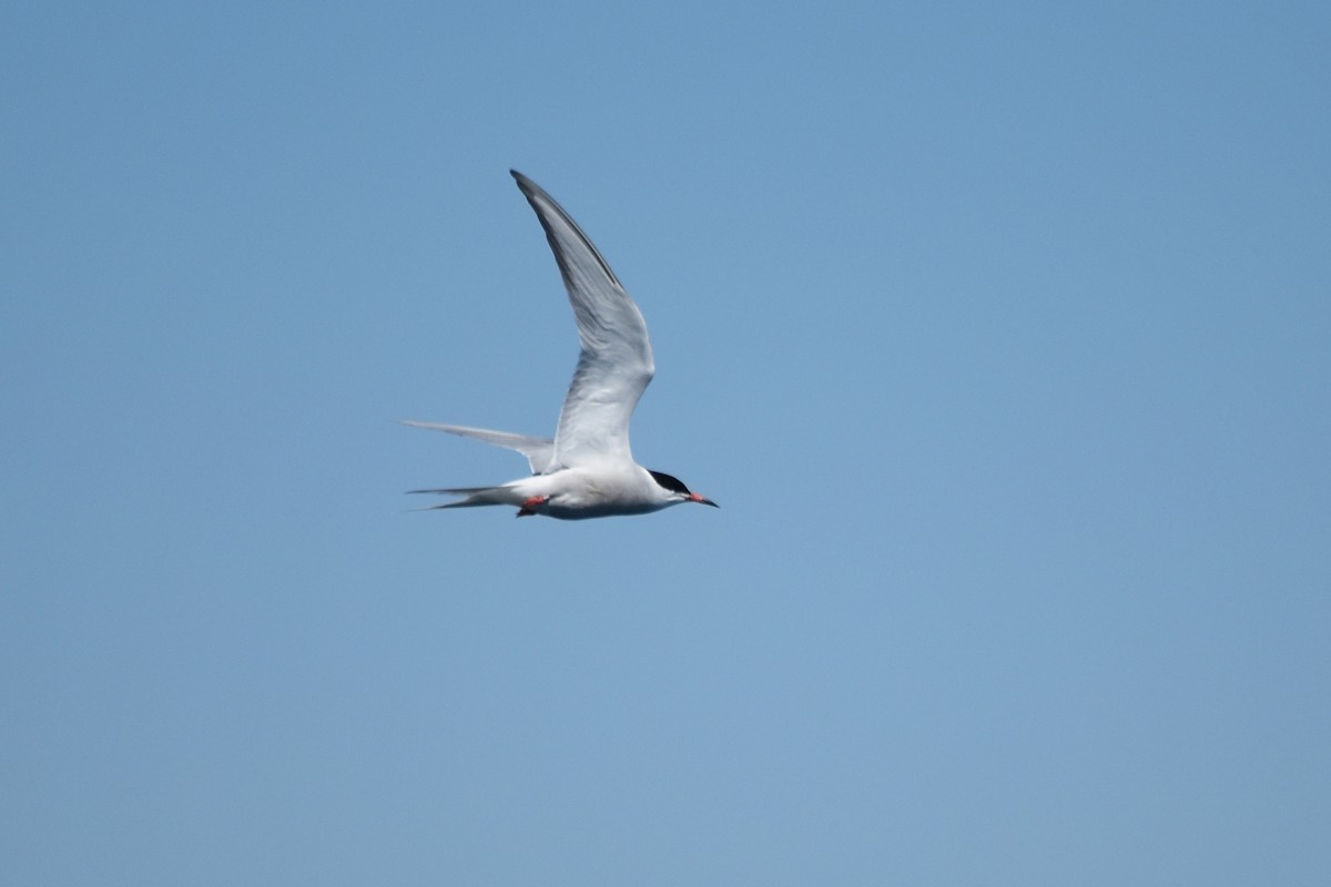Common Tern - ML620389893