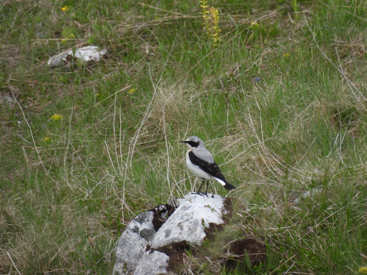 Northern Wheatear - ML620389910