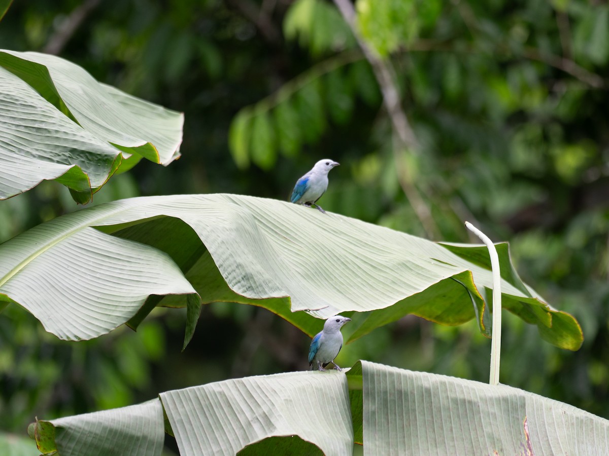 Blue-gray Tanager - ML620389911