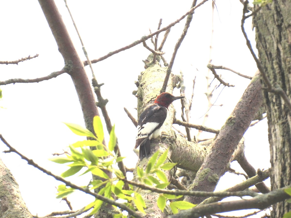 Red-headed Woodpecker - ML620389912