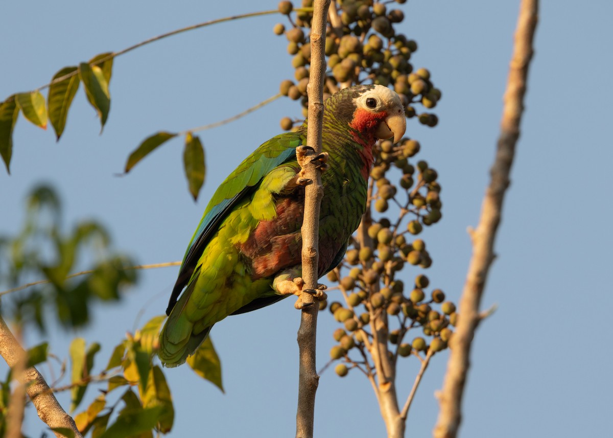 amazoňan kubánský (ssp. leucocephala) - ML620389917