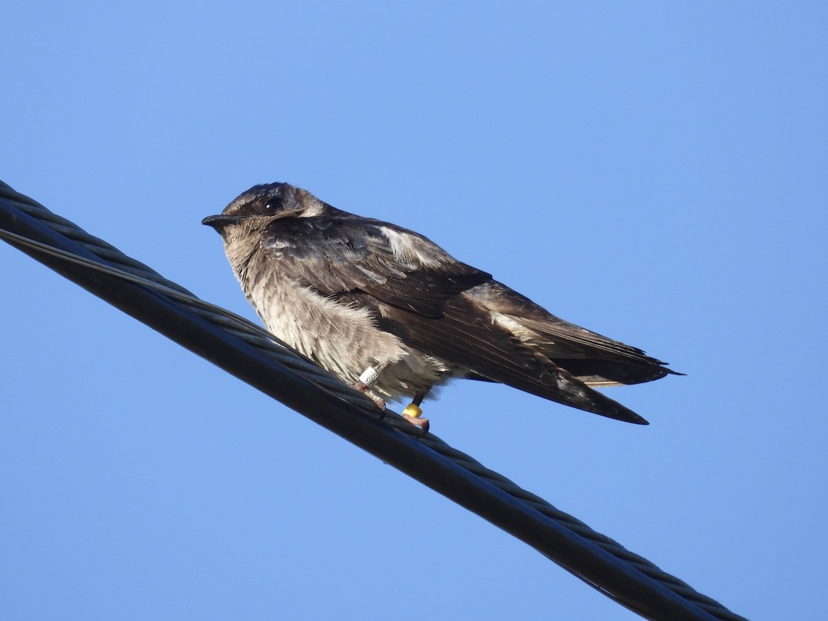 Purple Martin - ML620389918