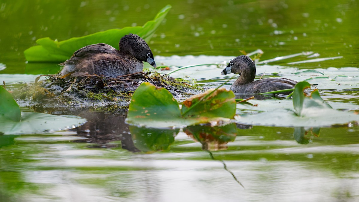 Pied-billed Grebe - ML620389921