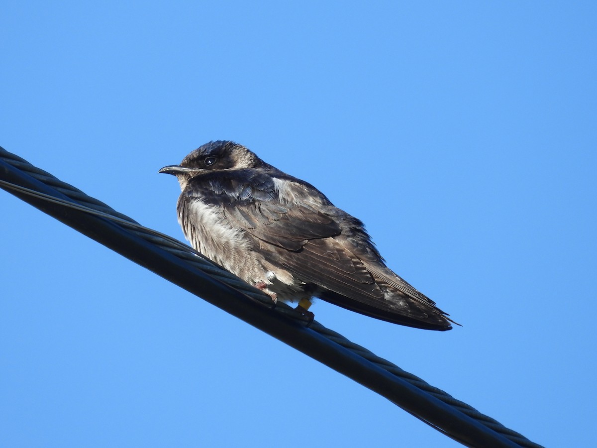 Purple Martin - ML620389924