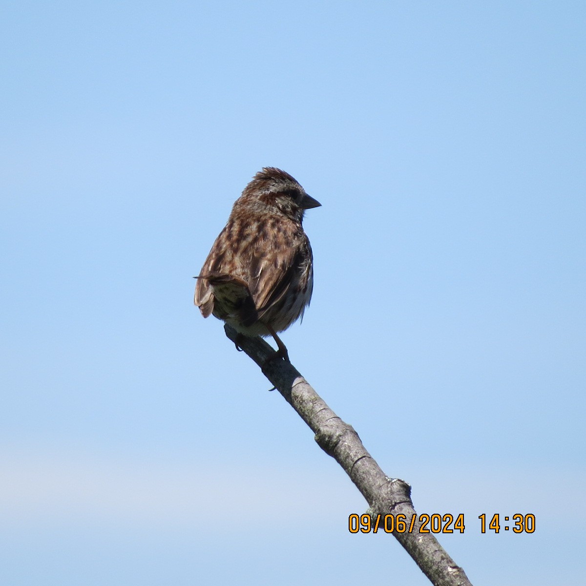 Song Sparrow - ML620389926