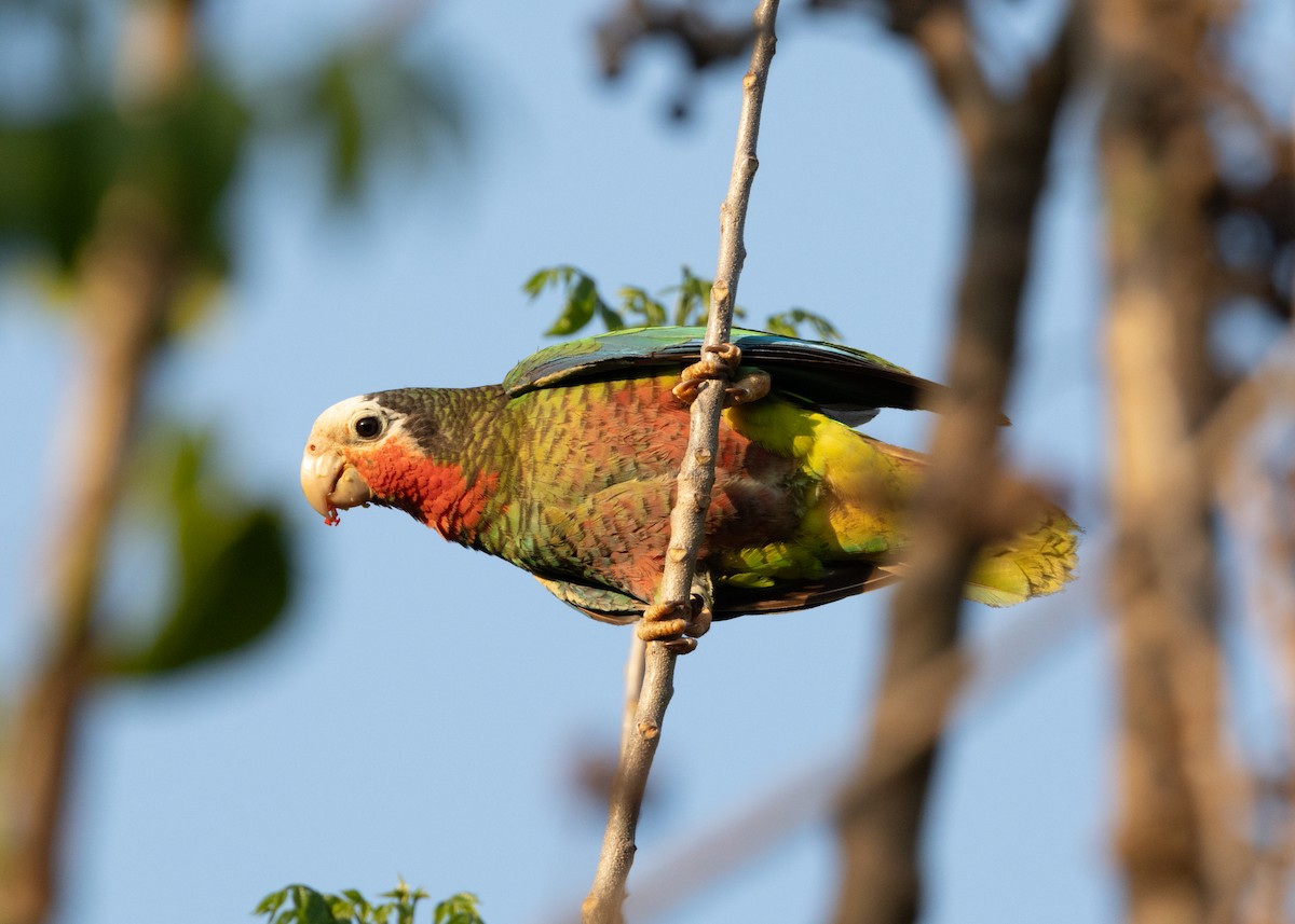Cuban Parrot (Cuban) - ML620389930