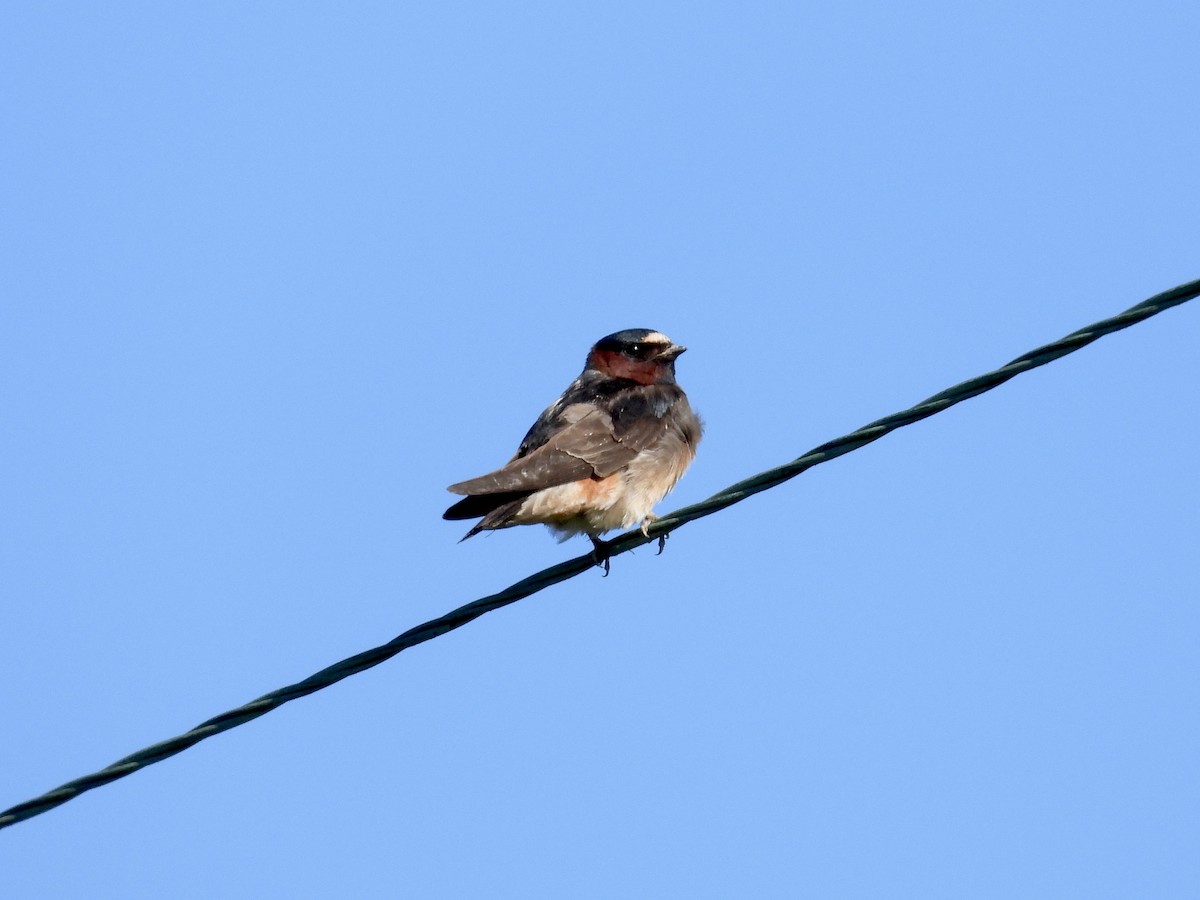 Cliff Swallow - ML620389931