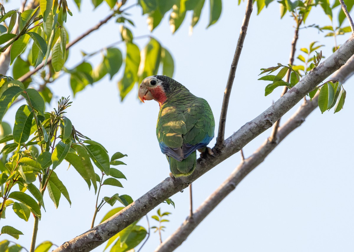 Cuban Parrot (Cuban) - ML620389935
