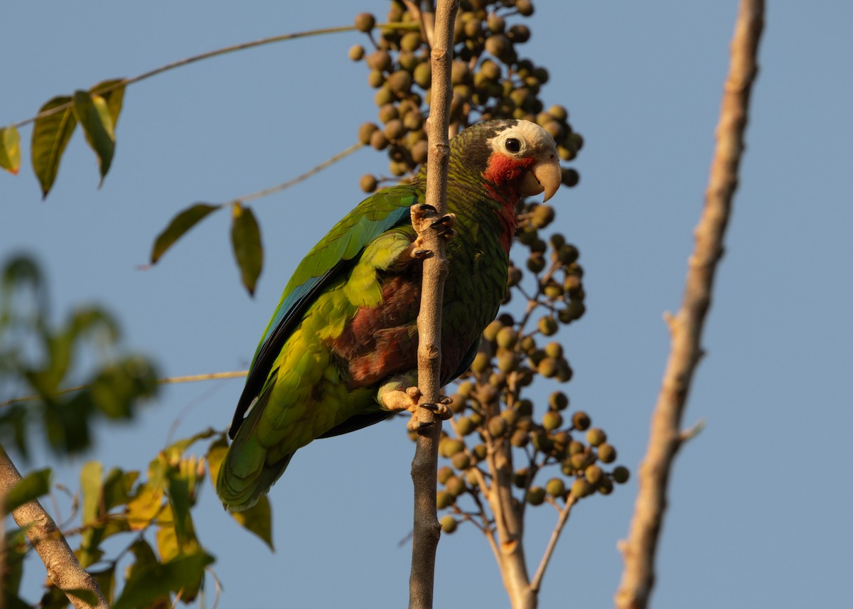 Cuban Parrot (Cuban) - ML620389949