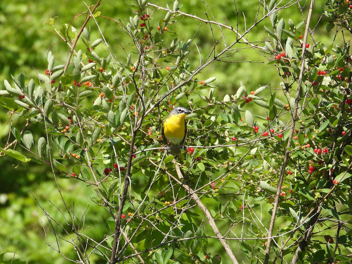 Yellow-breasted Chat - ML620389952