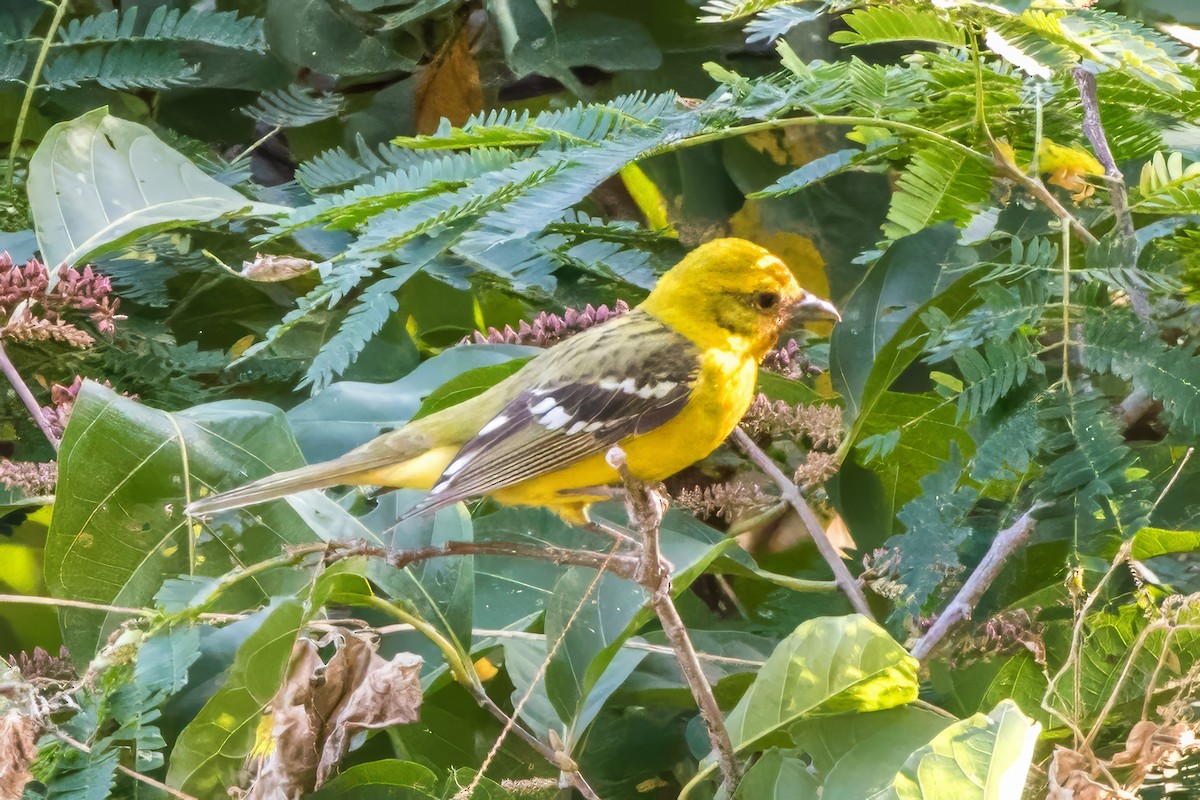 Flame-colored Tanager - ML620389959