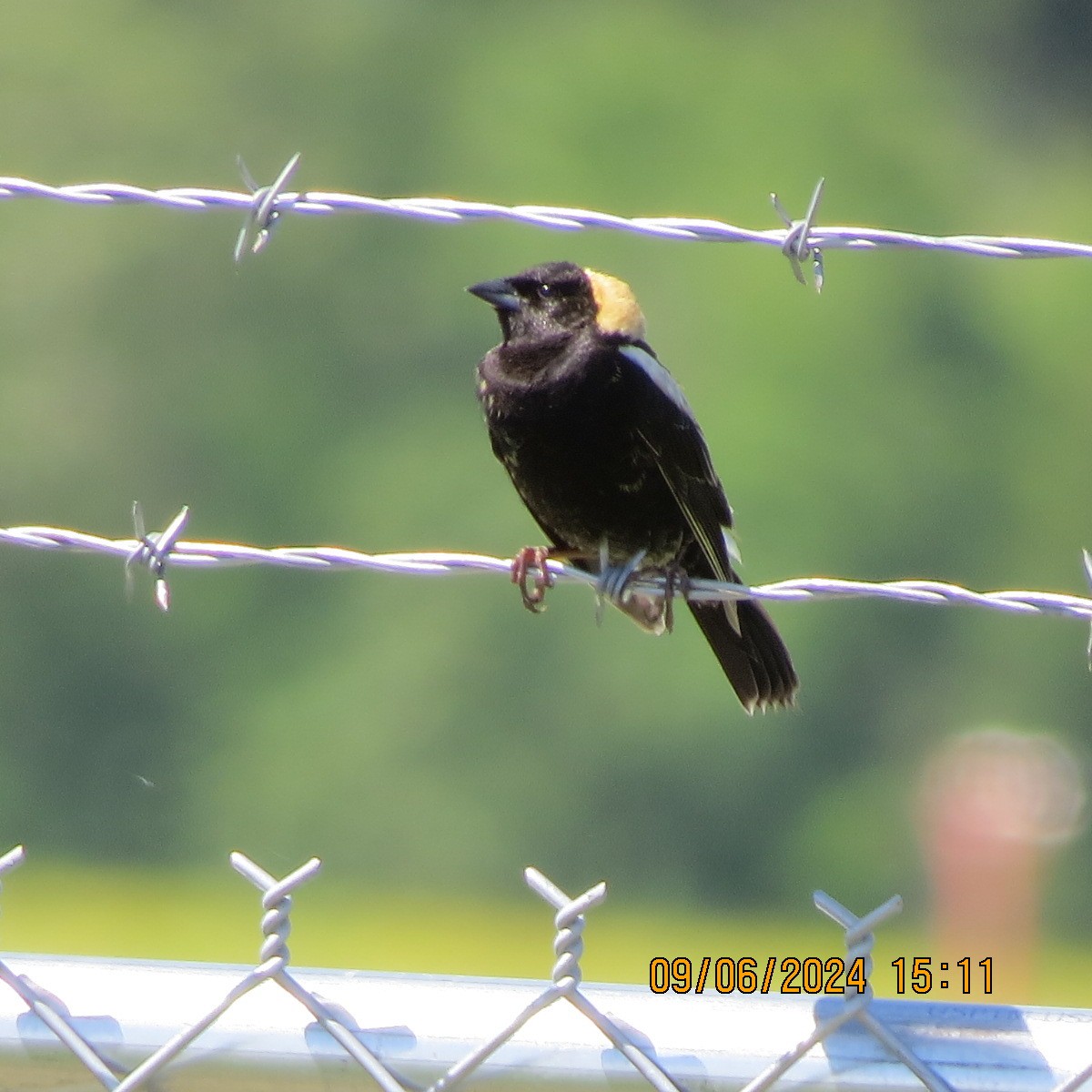 bobolink americký - ML620389966