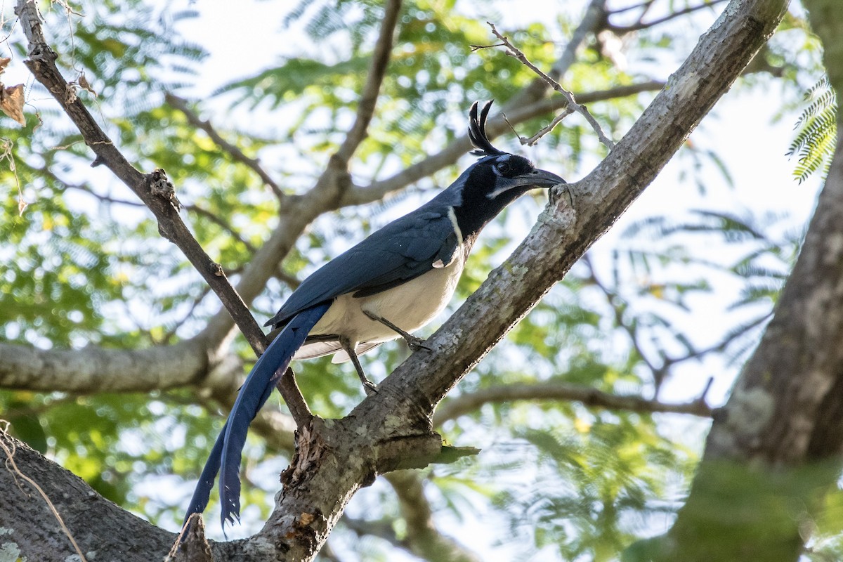 Black-throated Magpie-Jay - ML620389967