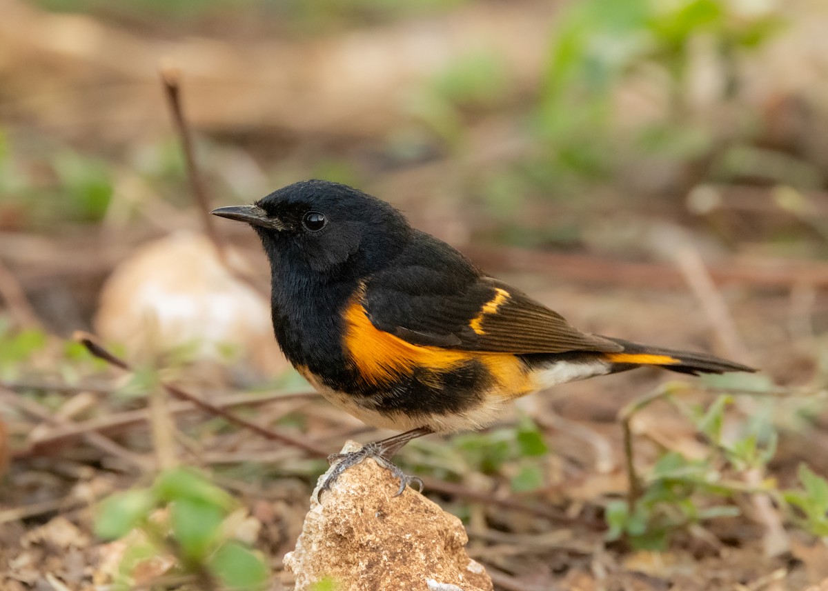 American Redstart - ML620389970