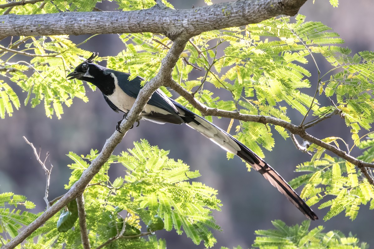 Black-throated Magpie-Jay - ML620389987