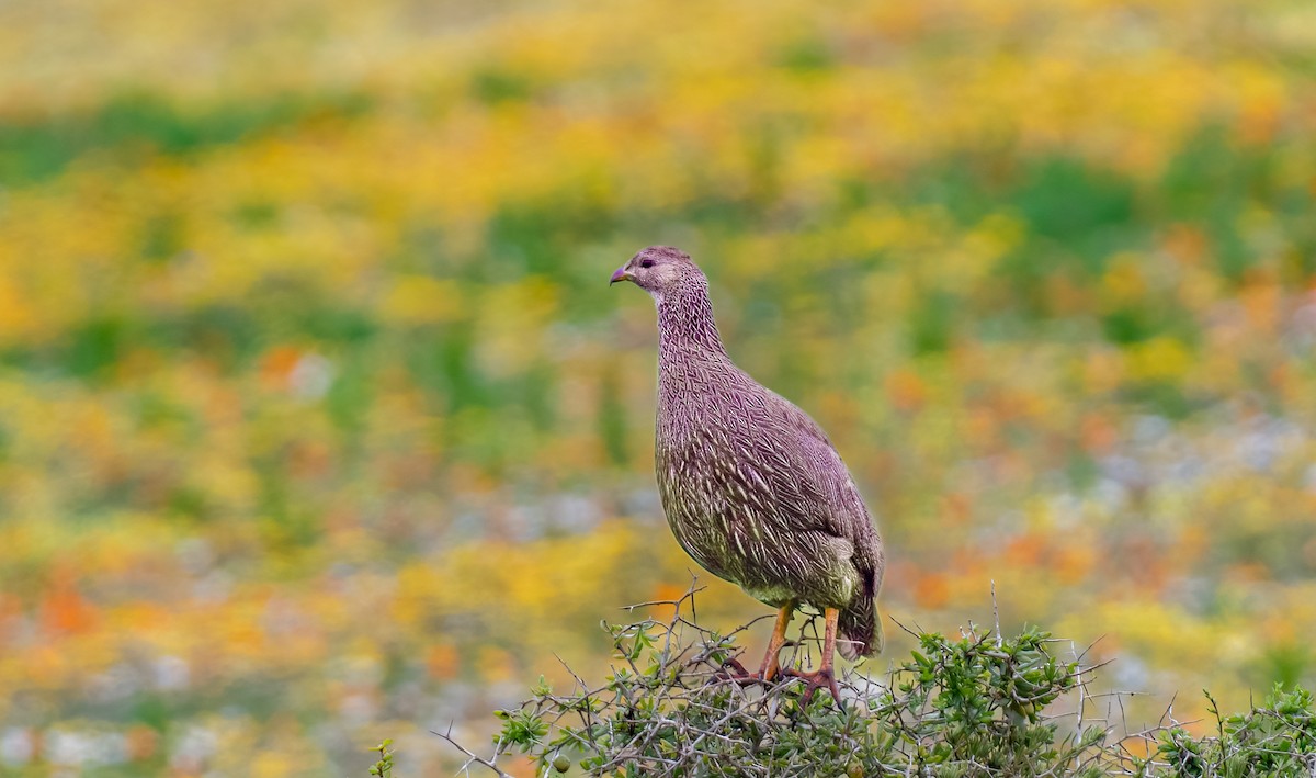 Cape Spurfowl - ML620389995