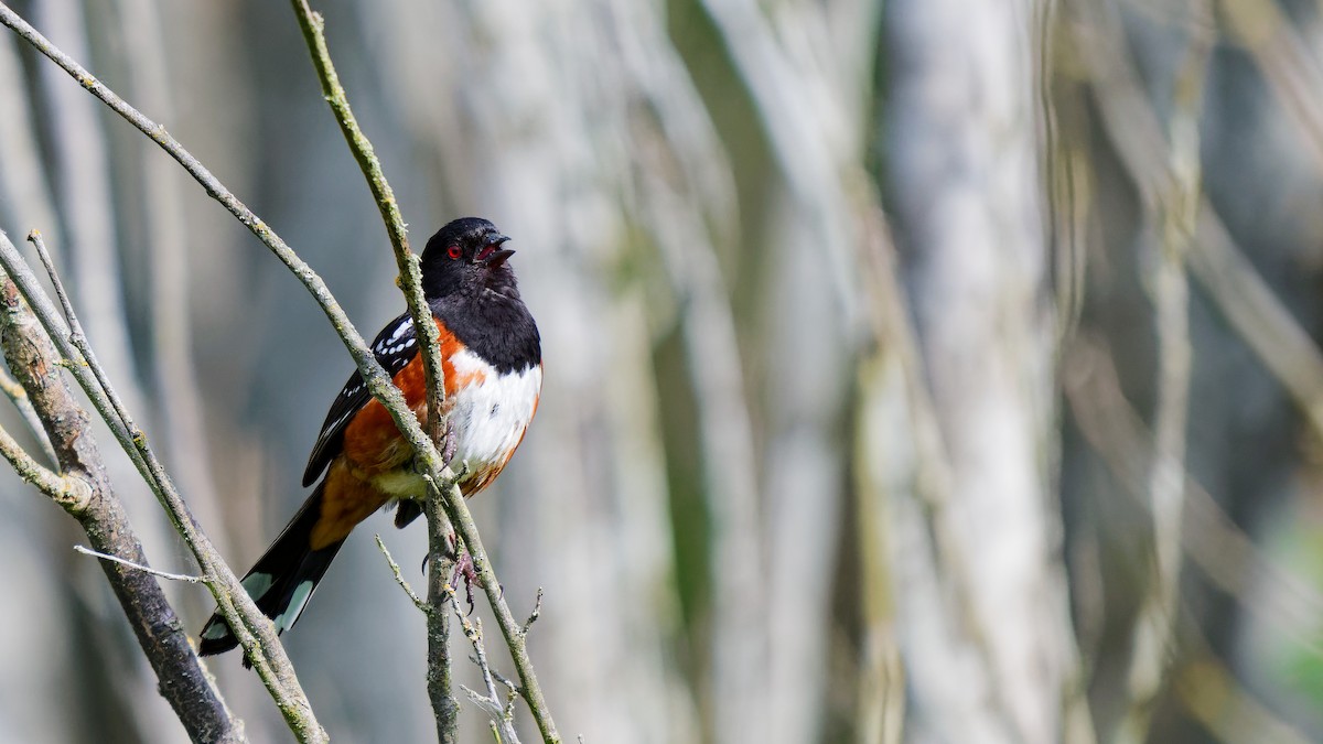Spotted Towhee - ML620389999