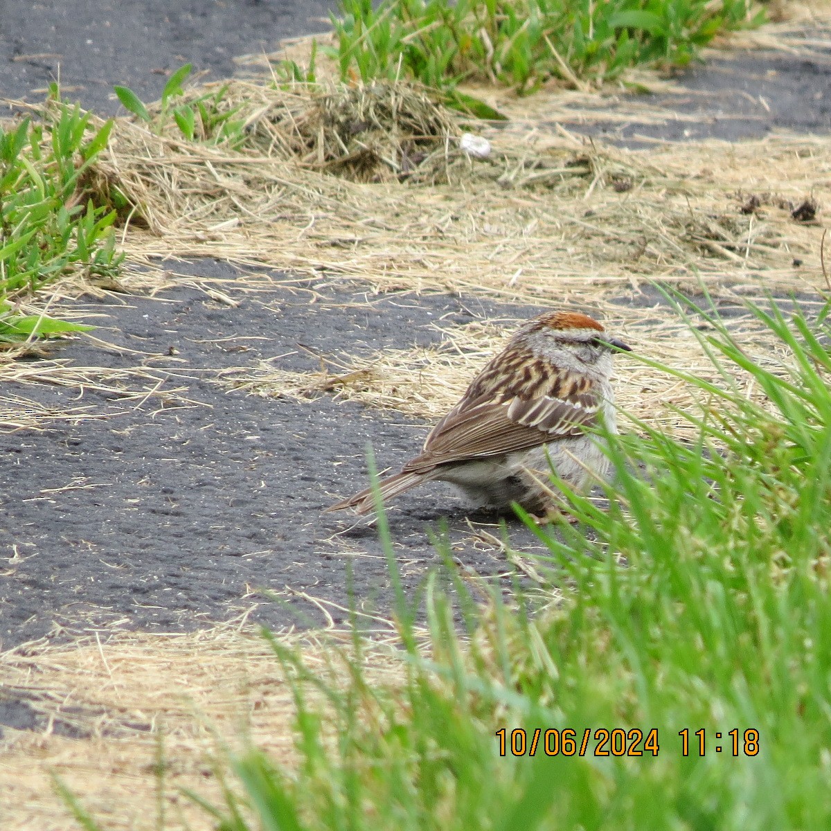 Chipping Sparrow - ML620390001