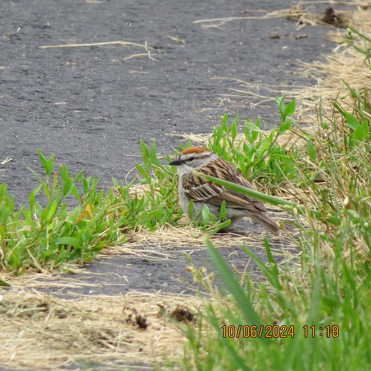 Chipping Sparrow - ML620390002