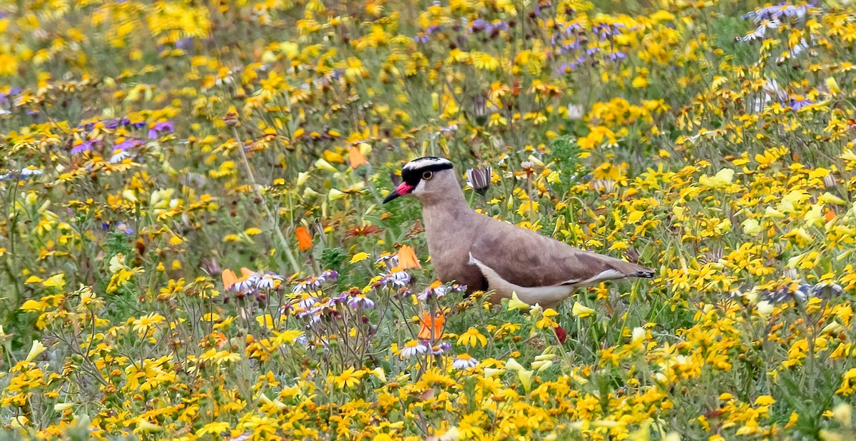 Crowned Lapwing - ML620390004