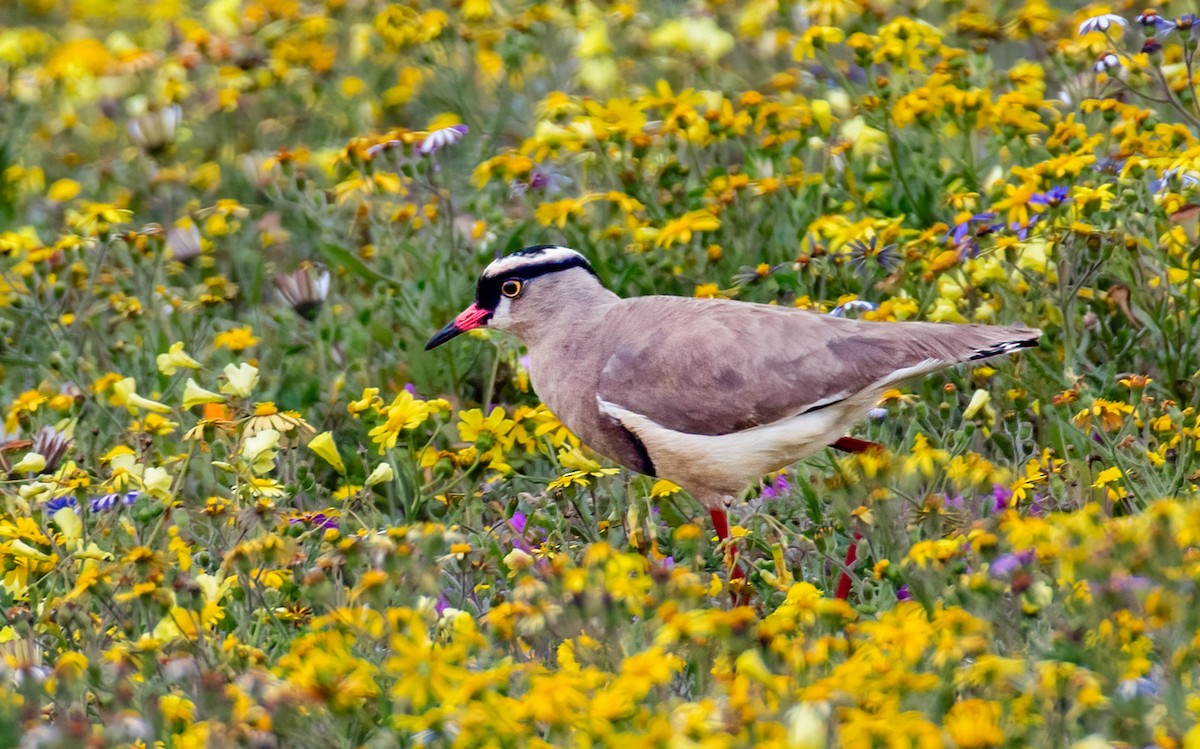 Crowned Lapwing - ML620390005