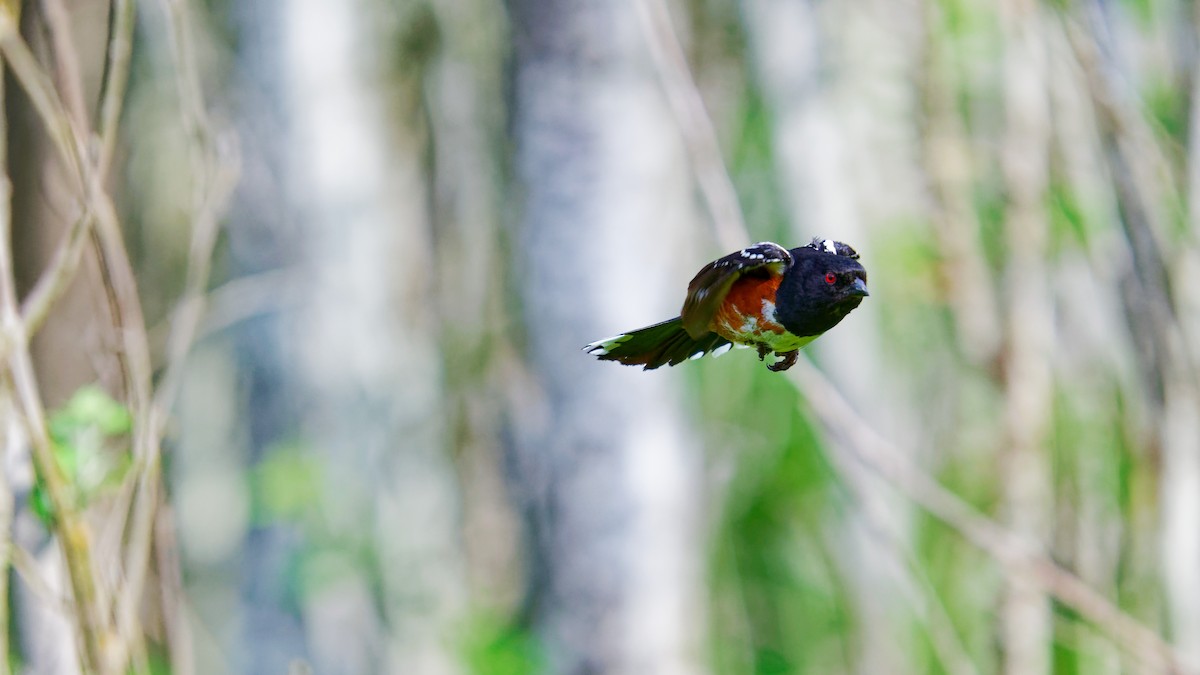 Spotted Towhee - ML620390006
