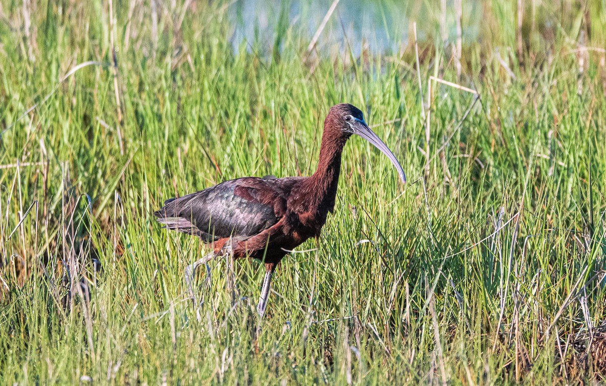 ibis hnědý - ML620390011