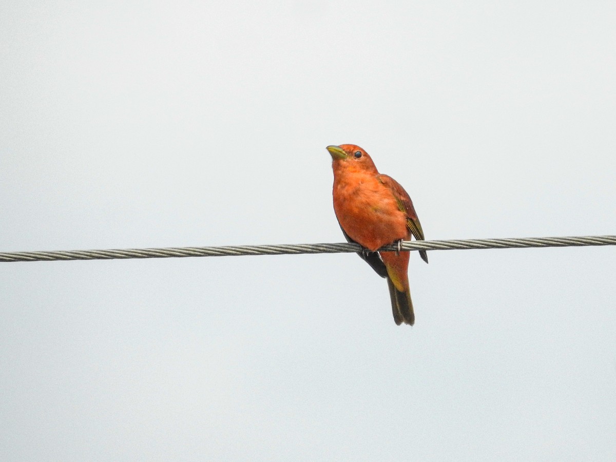 Summer Tanager - ML620390014