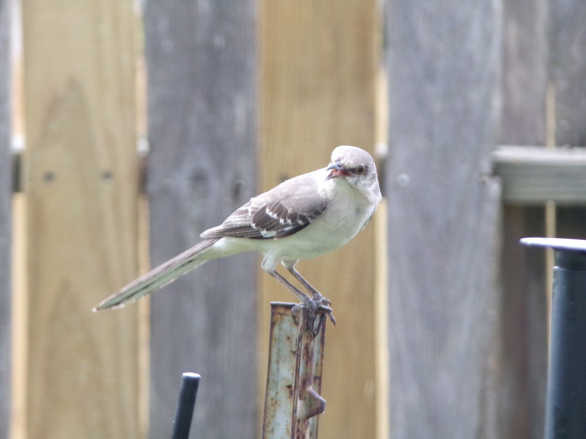 Northern Mockingbird - ML620390023