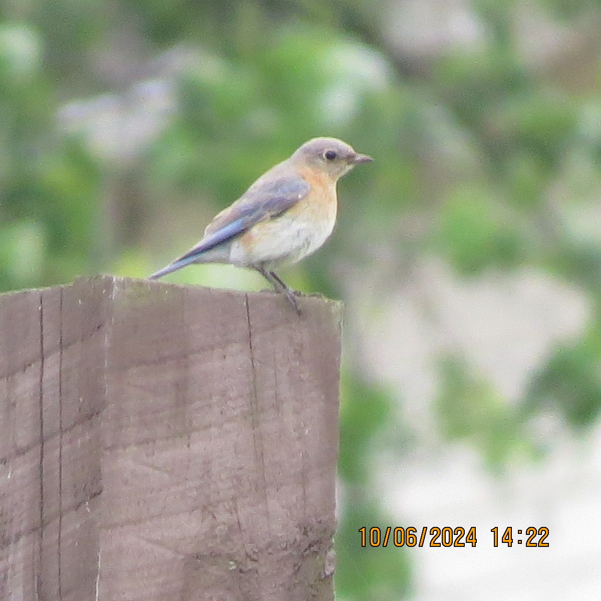 Eastern Bluebird - ML620390033