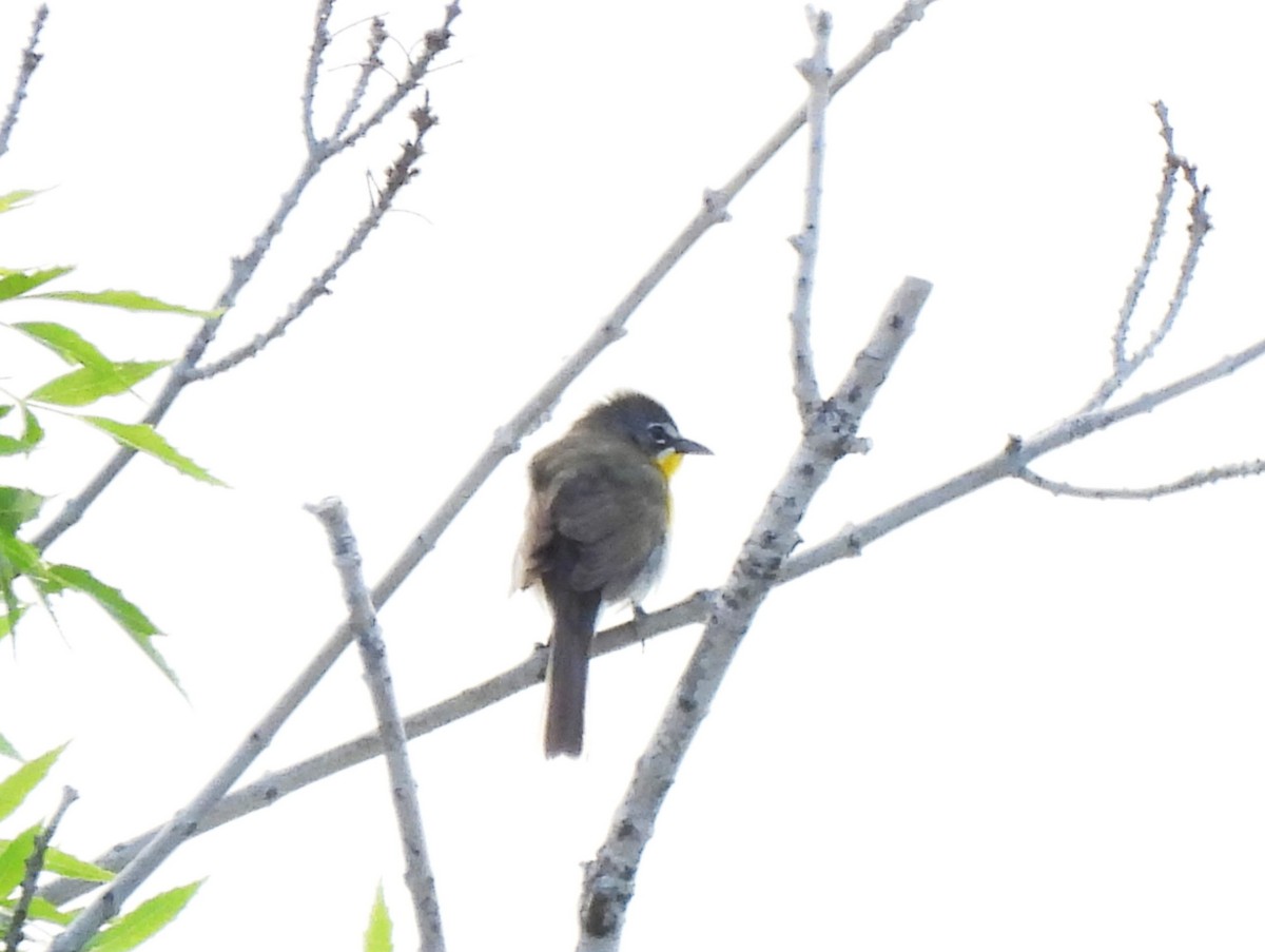 Yellow-breasted Chat - ML620390039