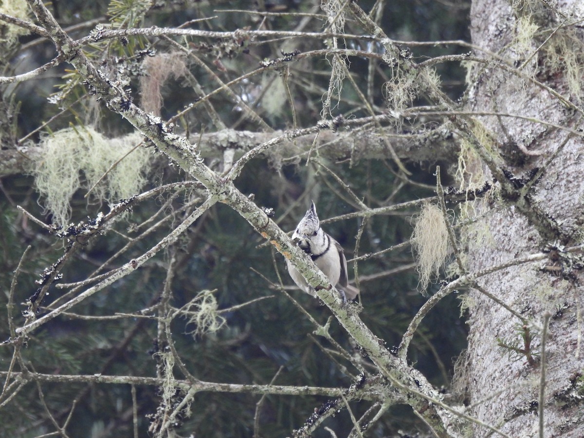 Crested Tit - Luís Reino