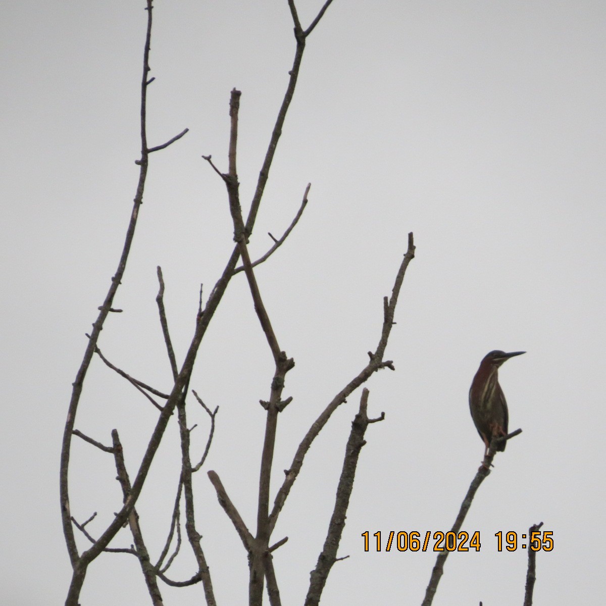 Green Heron - ML620390048