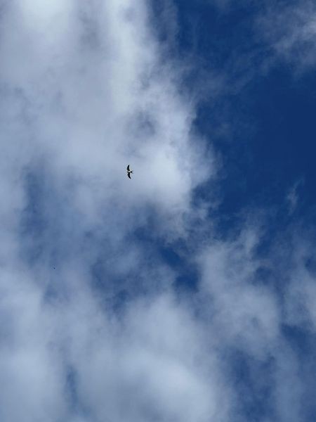 Swallow-tailed Kite - ML620390053