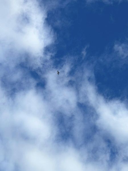 Swallow-tailed Kite - ML620390054
