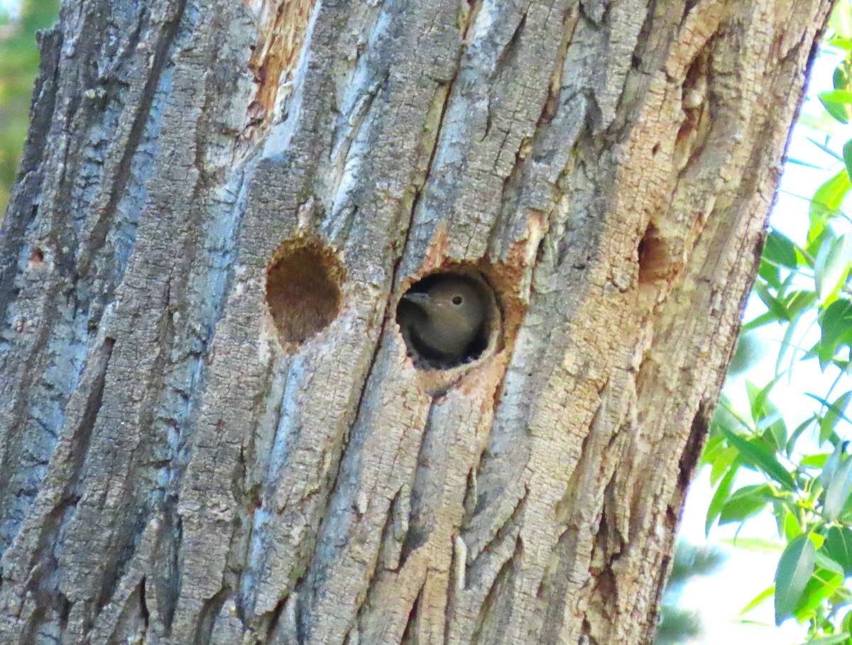 Northern Flicker - ML620390056