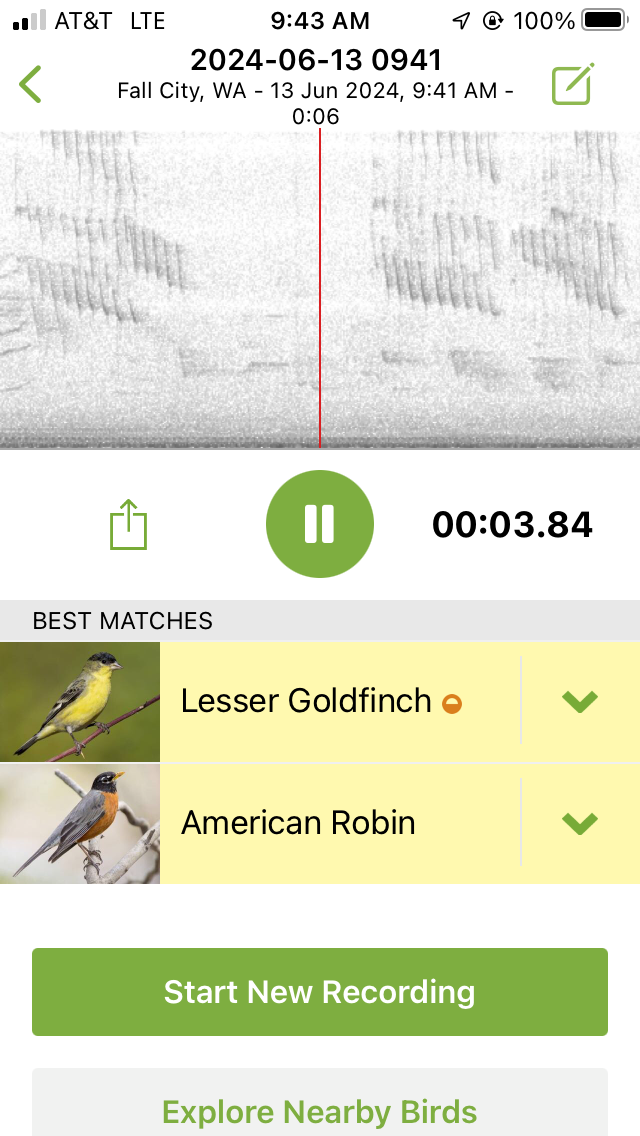 Lesser Goldfinch - ML620390065
