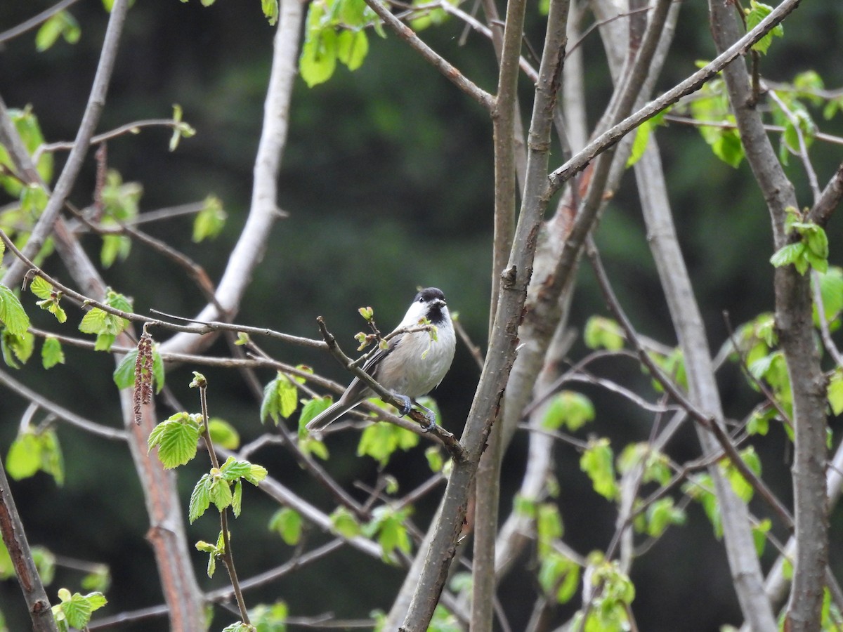 Mésange boréale - ML620390067