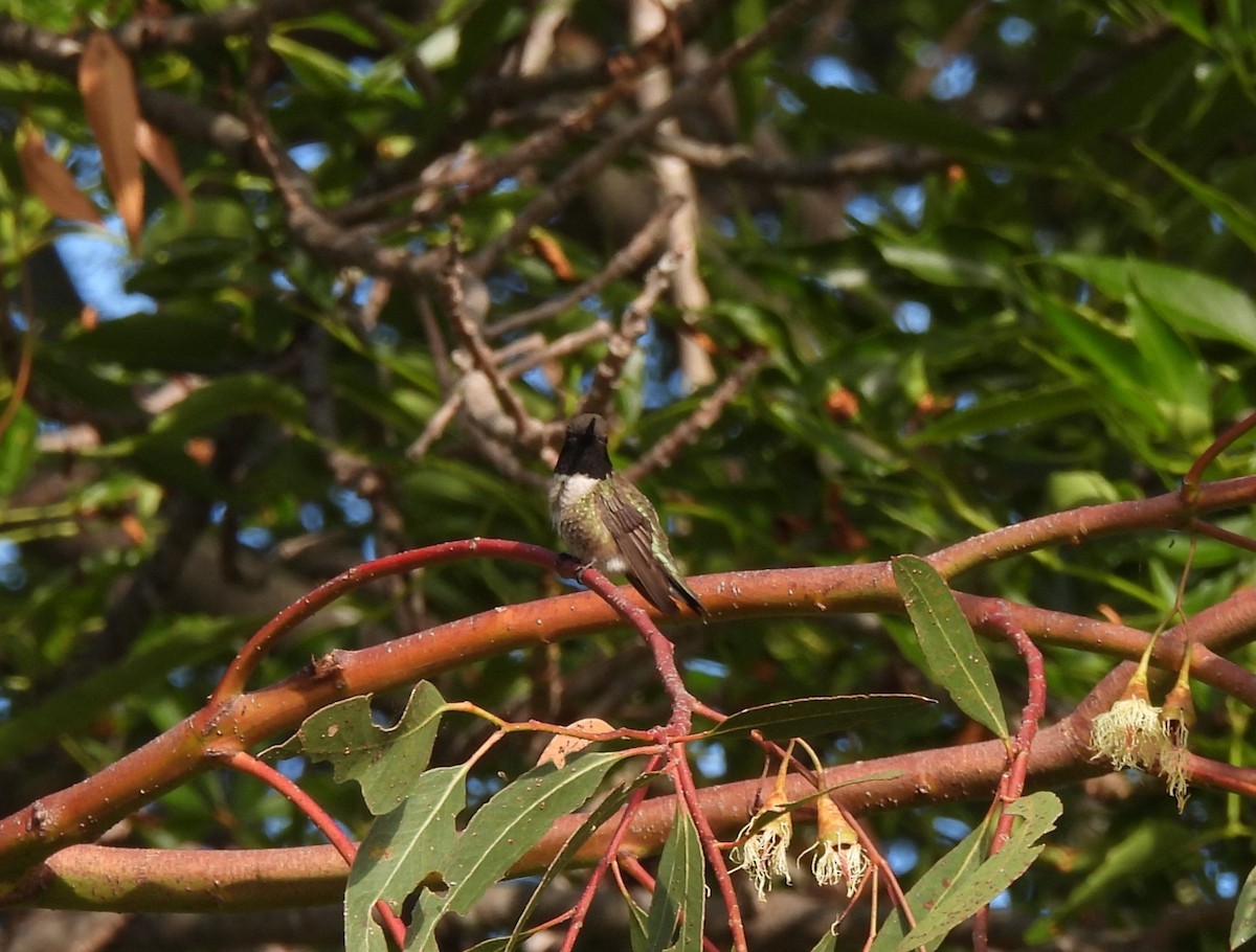 Black-chinned Hummingbird - ML620390069