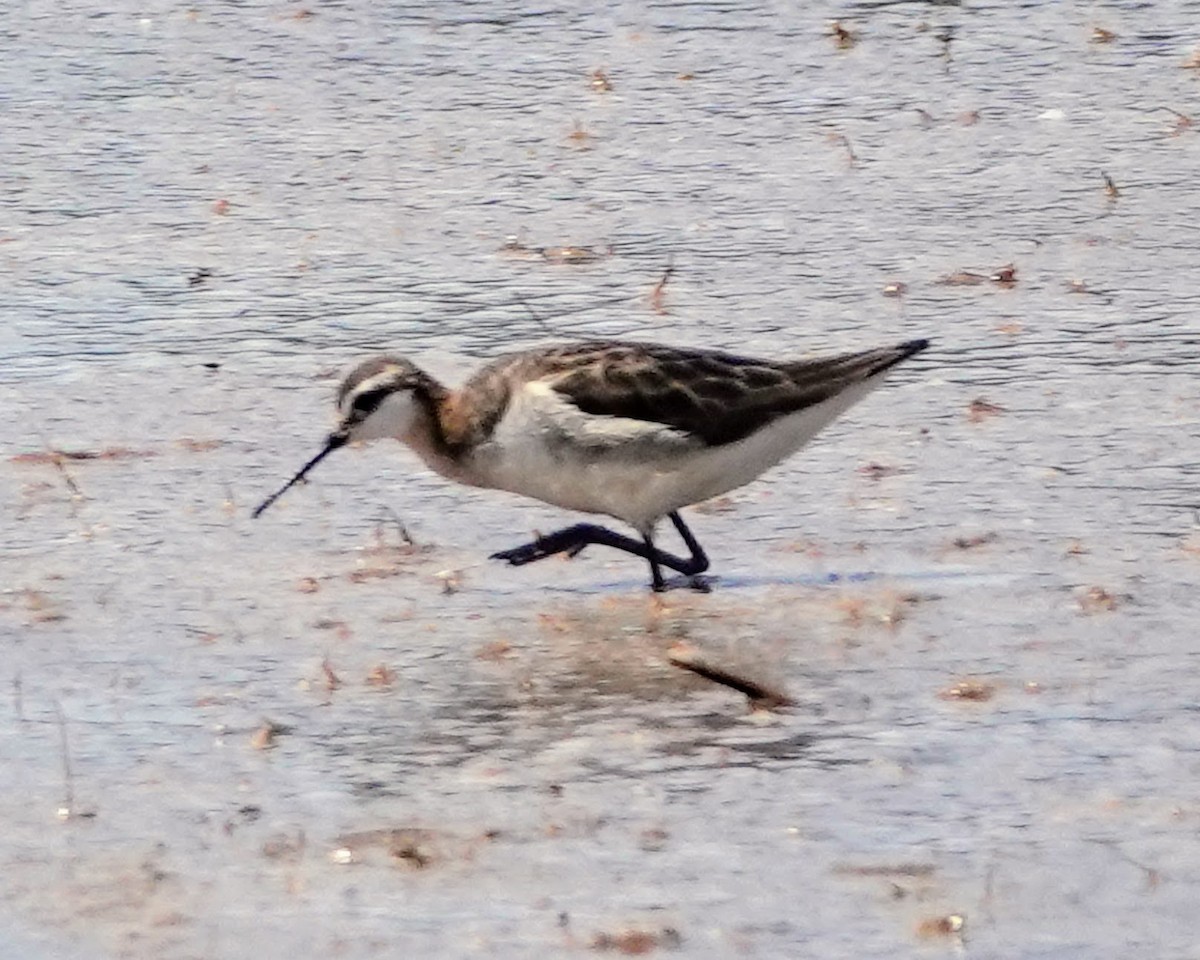 Wilson's Phalarope - ML620390072