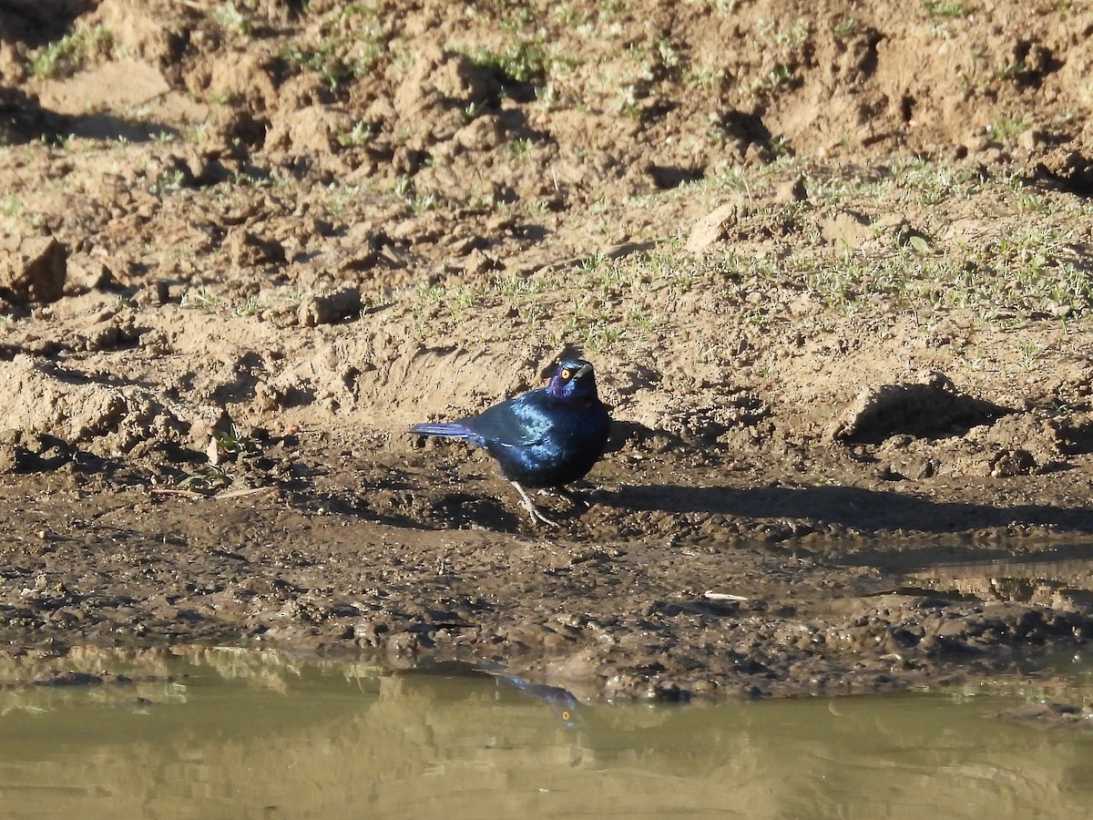 Cape Starling - ML620390083