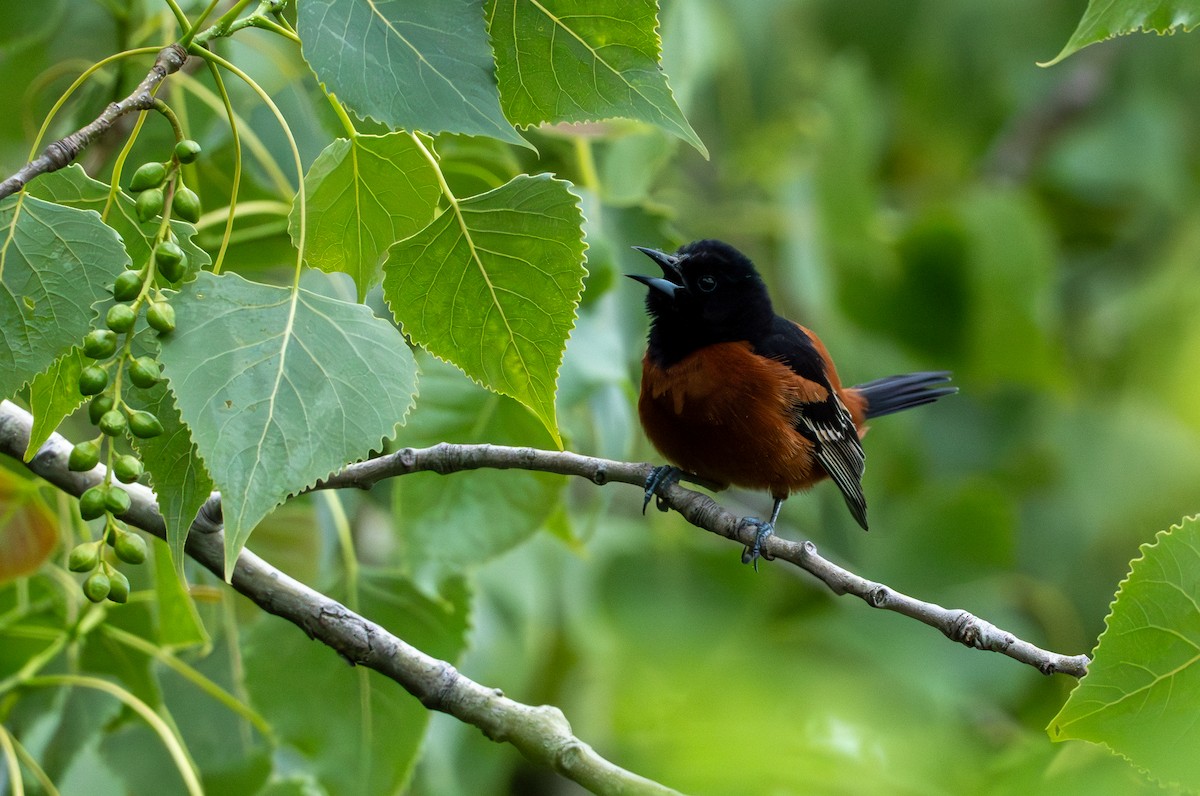 Orchard Oriole - ML620390084
