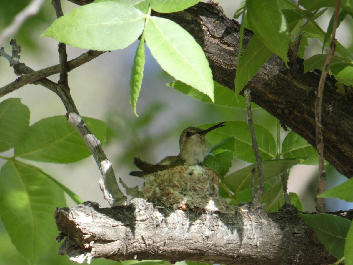Costa's Hummingbird - ML620390089