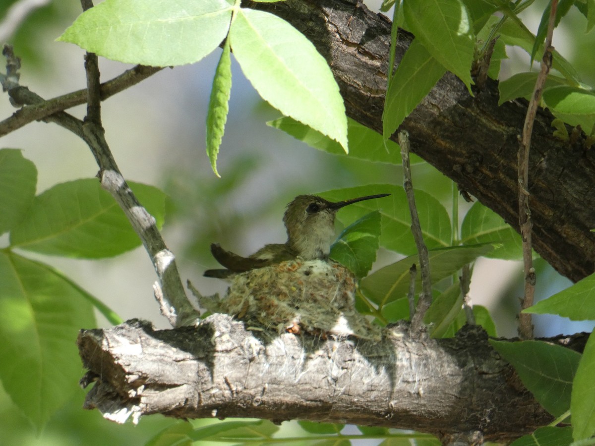 Costa's Hummingbird - ML620390090