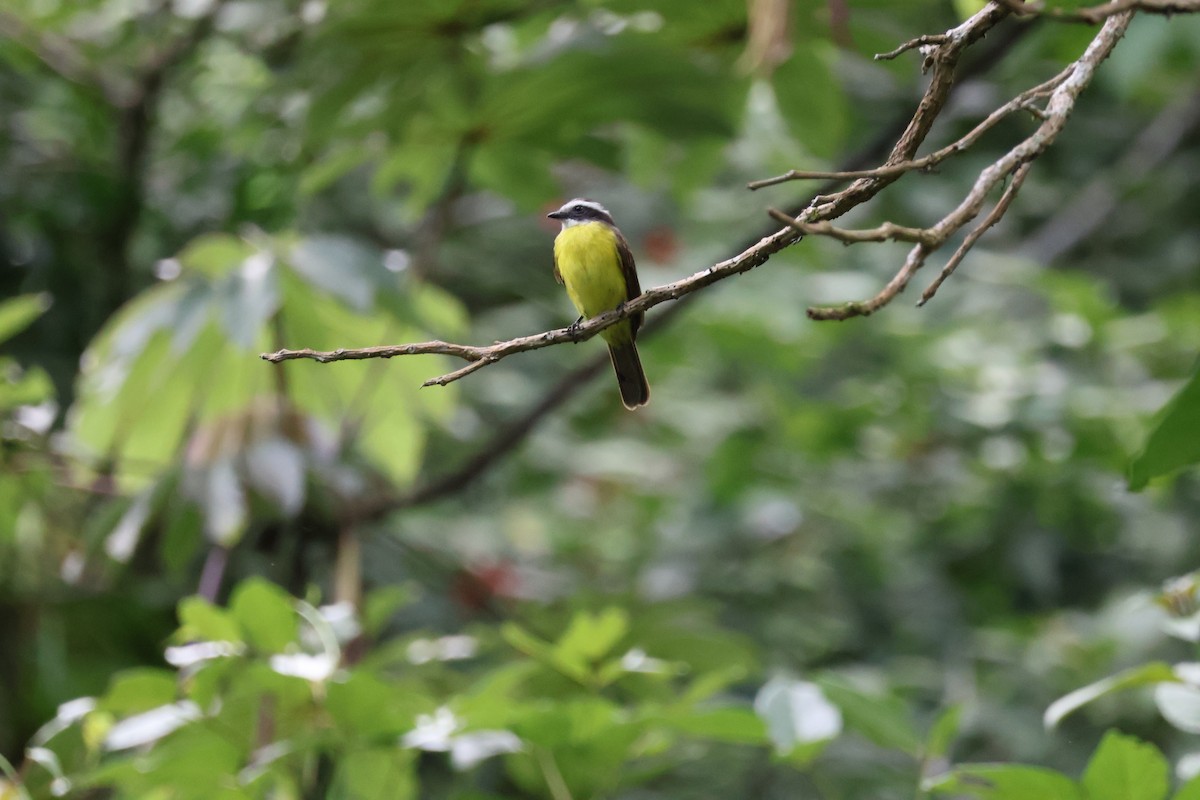 Rusty-margined Flycatcher - ML620390094