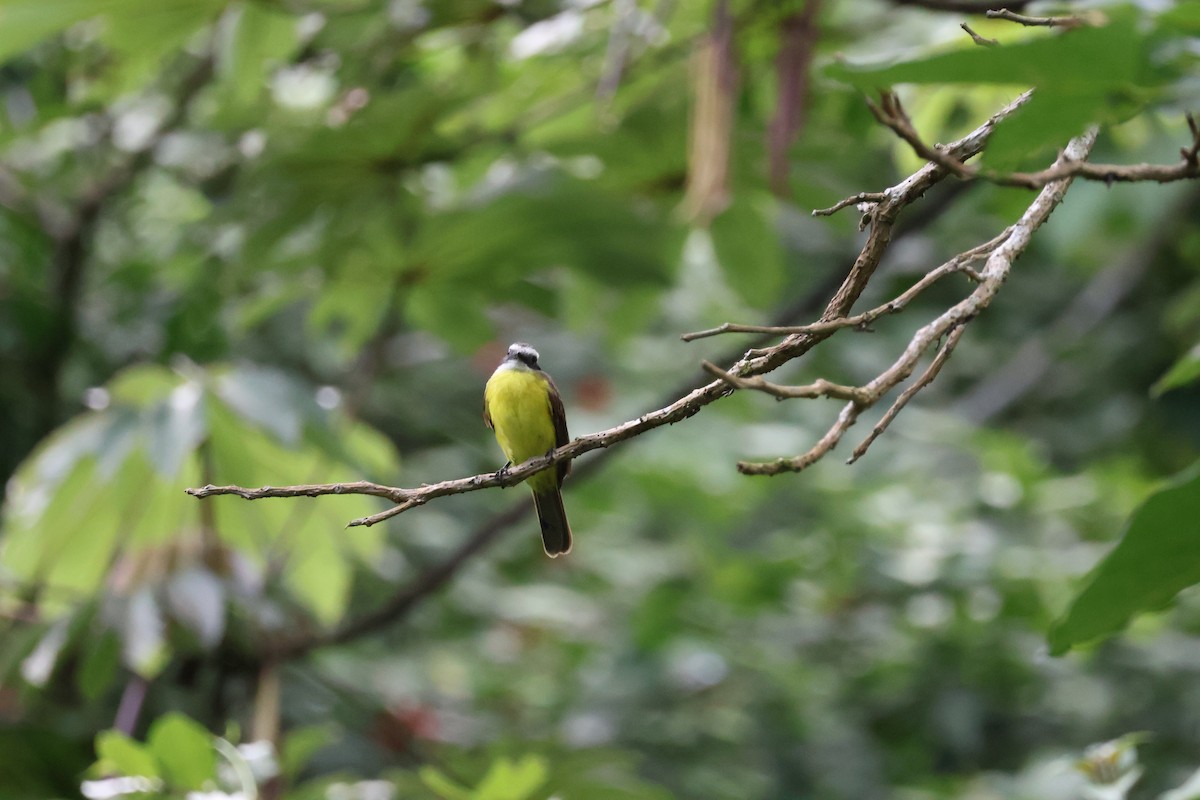 Rusty-margined Flycatcher - ML620390095