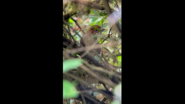 Chestnut-crowned Antpitta - ML620390104